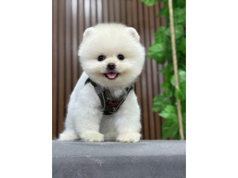 Anti alerjik tüy dökmeyen yavru pomeranian boo