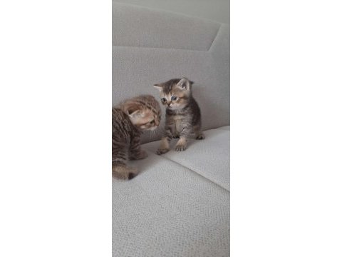 Ücretsiz sahiplendirme british shorthair