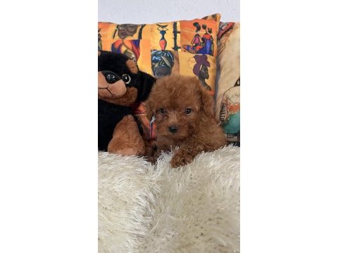 Kore kan bebiş poodle