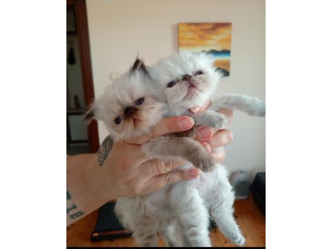 Persian bebeklerimizi sahiplendirmek