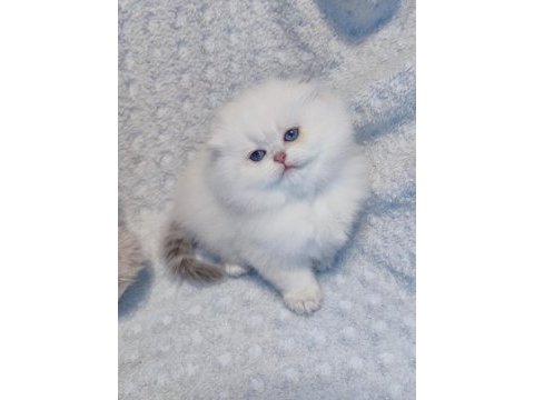 Ay yüzlü scottish fold prenses