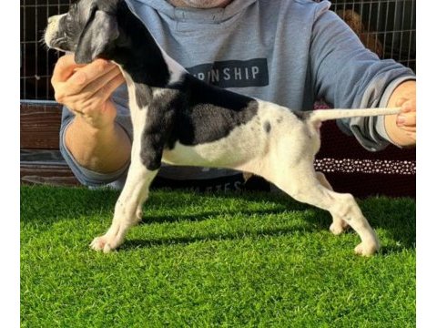 Scr li 10 numara pointer av köpekleri