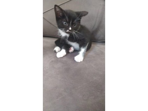 Minik kediler