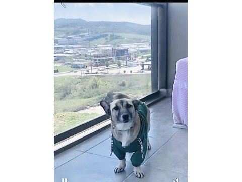 Ücretsiz sahiplendirme köpeğimiz