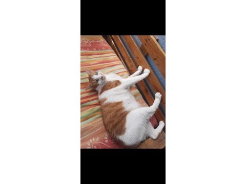 Turuncu kısır kedimiz