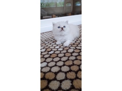 Bulut paşa british longhair