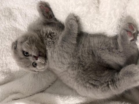 2 aylık british shorthair sahiplendirme