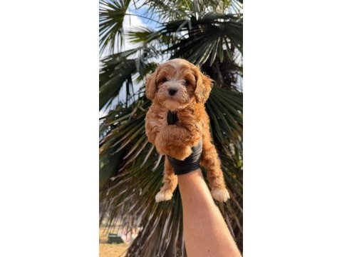Kore maltipoo 