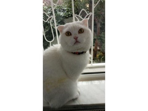 Scottish fold