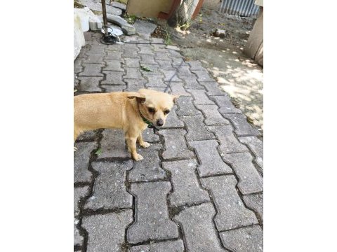 Minik dişi chihuahua