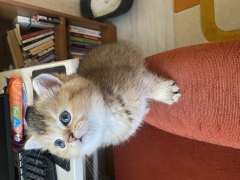 Golden british shorthair bebekler teslime hazır