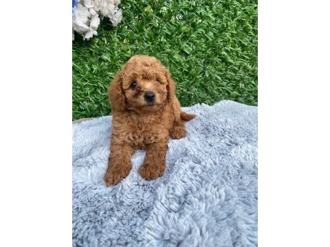Toy poodle bebekler