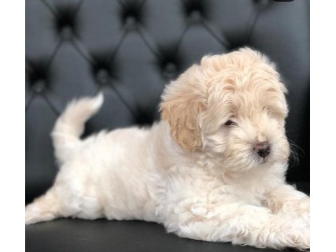 Sevimli maltipoo yavrular