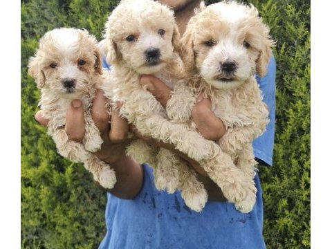 Maltipoo çiftlikten bebekler