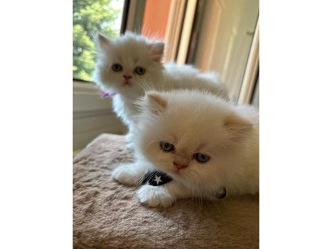 Beyaz chinchilla