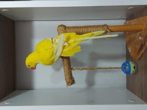 Mutasyon pakistan papağanı