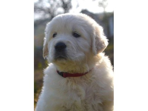 Golden retriever yavrular için ulaşabilirsiniz