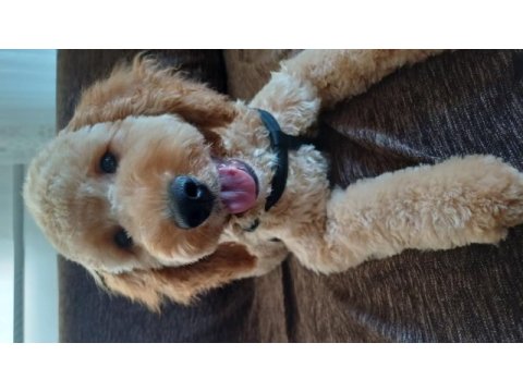 Köpeğimiz yeni yuvasını arıyor