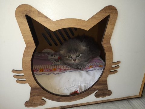 Dişi safkan scottish fold