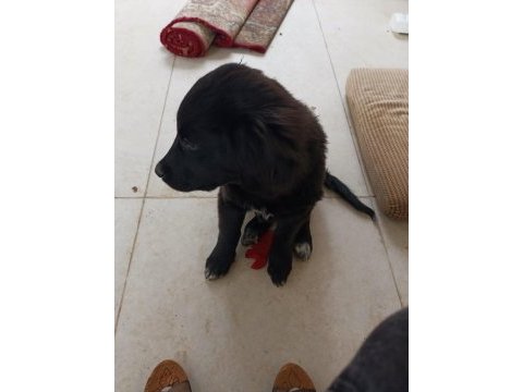 Yavru köpeğimiz