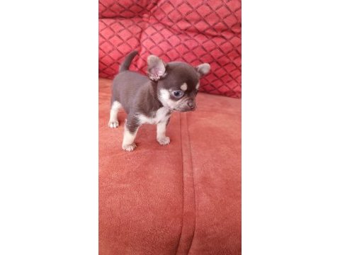 Orjinal elma kafa çikolata renk chihuahua