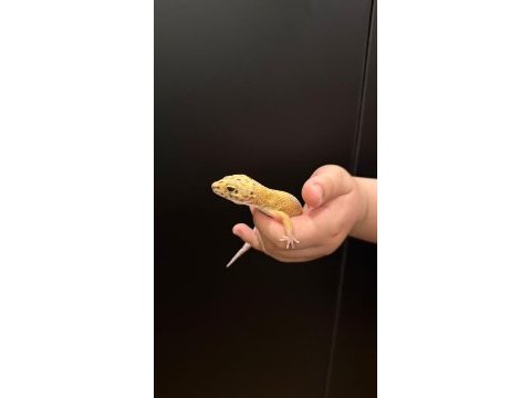 Leopard gecko