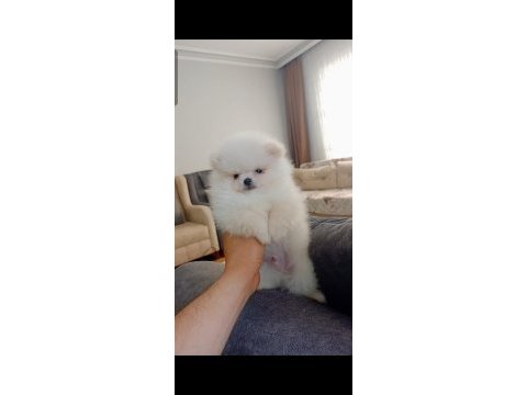 Pomeranian boo erkek yavru
