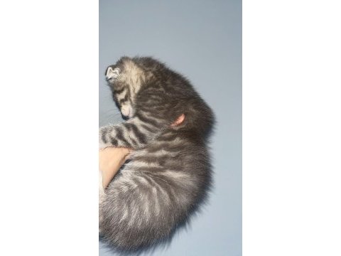 Sıfır kulak scottish fold lilac nadir renk
