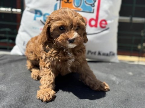 Wc eğitimli kore maltipoo yavrumuz ziyarete açık