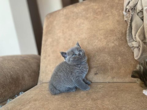 British shorthair gri kedimiz