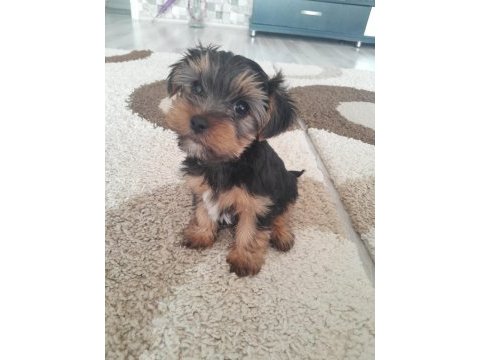 Yorkshire terrier