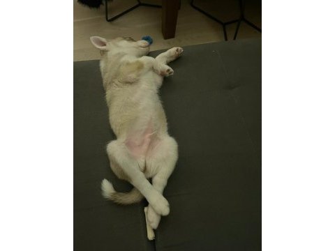 Orjinal erkek husky