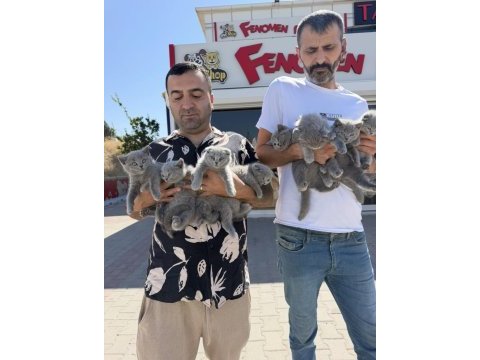 Oyuncak gibi scottish fold yavrular renk renk ankara