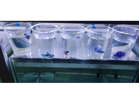 Rengarenk betta balıkları