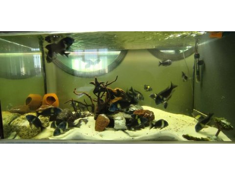 24 adet tropheus duboisi maswa