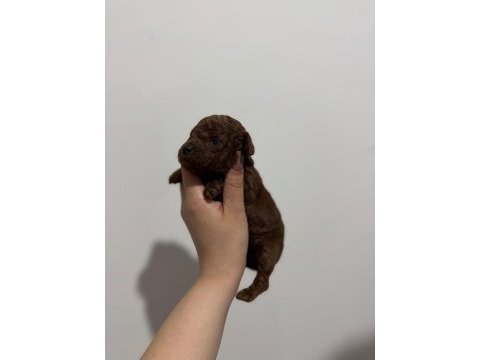 Kore poodle