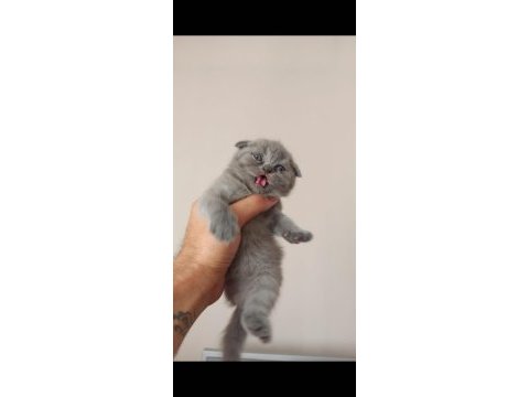 Scottish fold yavrular