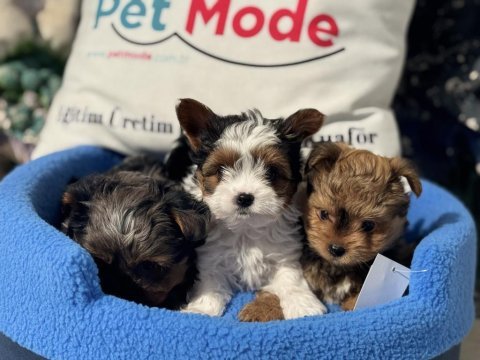 Çok özel tea cup morkie yavrular ziyarete açık