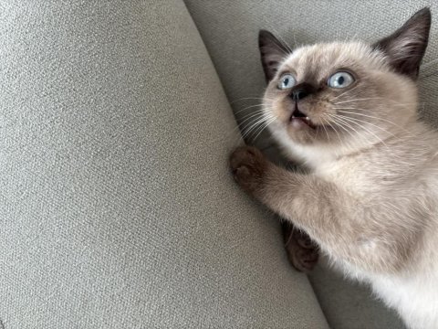British shorthair (blue point)