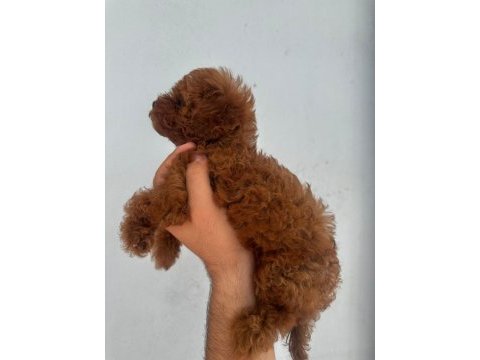 Yok böyle bir poodle
