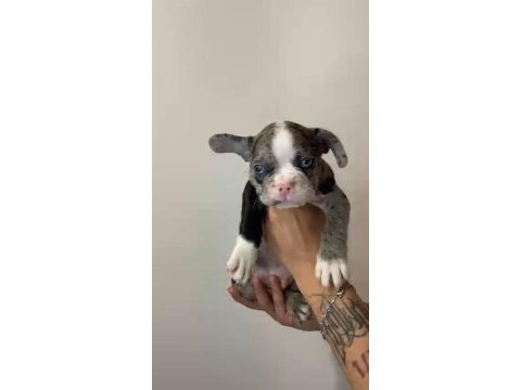 Son 2 yavru merle french bulldog yavruları