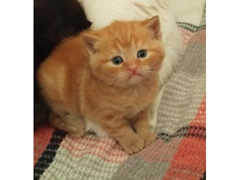 Acil sahiplendirilecektir 2 aylık eğitimli british shorthair