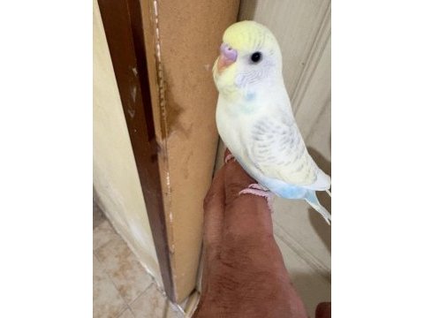 29 günlük konuşturmalık erkek bebek muhabbet kuşu