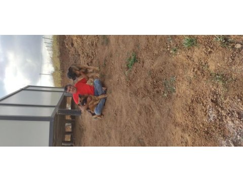 3 yaşında dişi showline alman kurdu