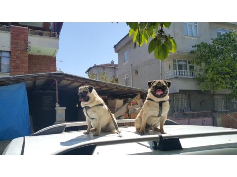 Pug mops paşa