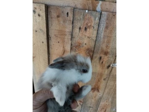 Safkan hollanda lop tavşan yavruları