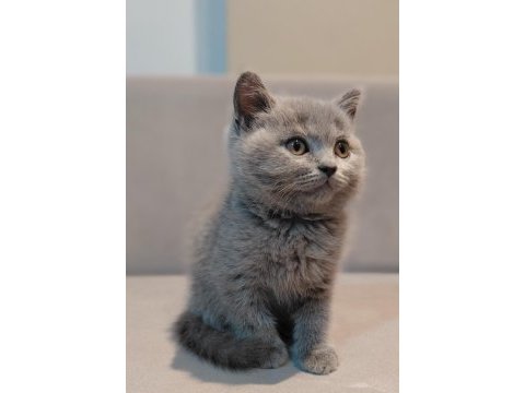 British shorthair erkek yavrumuz