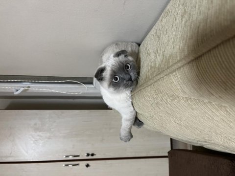Aşıları tam scottish fold