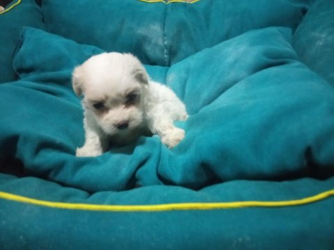 Terrier maltese bebek