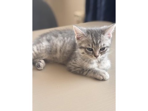Scottish fold mersin 2 aylık
